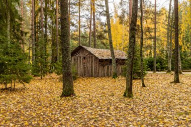Ormanda kır evi, sonbaharda güzel ormanlarda vahşi alan, Valday ulusal parkı, yerde sarı yapraklar, Rusya, altın ağaçlar, bulutlu hava