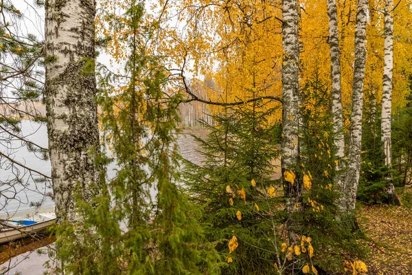 Brzozy i jodły na wybrzeżu jeziora Boroye jesienią, Rosja, Piers na jeziorze, Valday park narodowy, Liście wielobarwne, złote drzewa, Drewniane domki, zachmurzona pogoda — Zdjęcie stockowe
