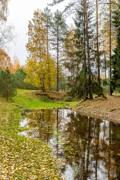 아름다운 가을 숲의 야생 지역, 물 속의 분광기, 발렌 데이 국립 공원, 땅에서 나는 노란 나뭇잎, 러시아, 황금 나무, 구름낀 날씨 — 스톡 사진