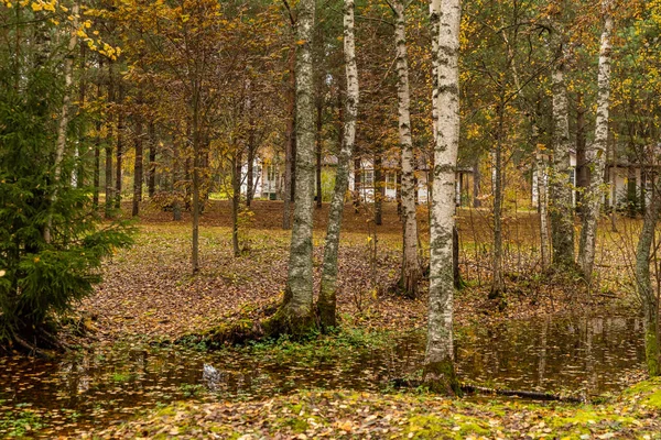 Leśny domek w lesie, dziki teren w pięknym lesie jesienią, Valday park narodowy, żółte liście na ziemi, Rosja, złote drzewa, zachmurzona pogoda — Zdjęcie stockowe