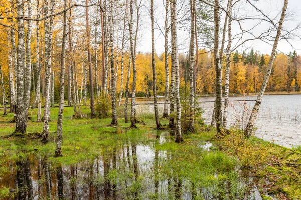 La zone sauvage dans la belle forêt en automne, Réflexion spéculaire dans l'eau, Parc national du Valday, Feuilles jaunes au sol, Russie, arbres dorés, temps nuageux — Photo