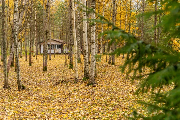 Leśny domek w lesie, dziki teren w pięknym lesie jesienią, Valday park narodowy, żółte liście na ziemi, Rosja, złote drzewa, zachmurzona pogoda — Zdjęcie stockowe