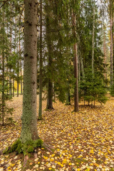 Brzozy i jodły na wybrzeżu jeziora Boroye jesienią, Rosja, Piers na jeziorze, Valday park narodowy, Liście wielobarwne, złote drzewa, Drewniane domki, zachmurzona pogoda — Zdjęcie stockowe