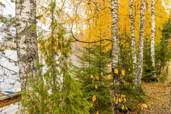 Bouleaux et sapins sur la côte du lac Boroye en automne, Russie, Piers sur le lac, Parc national du Valday, Feuillage multicolore, Arbres dorés, Pavillons en bois, Météo nuageuse — Photo