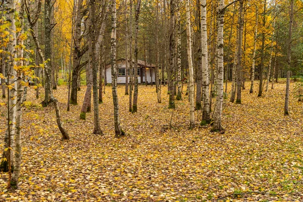 Leśny domek w lesie, dziki teren w pięknym lesie jesienią, Valday park narodowy, żółte liście na ziemi, Rosja, złote drzewa, zachmurzona pogoda — Zdjęcie stockowe