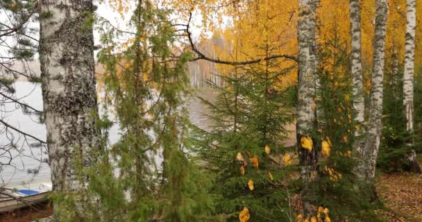 Zpomalení videa pobřežní oblasti jezera Boroye na podzim, Rusko, Piers na jezeře, Valday národní park, Multi-barevné listí, zlaté stromy, Birches, jedle-stromy, Dřevěné chaty, oblačné počasí — Stock video