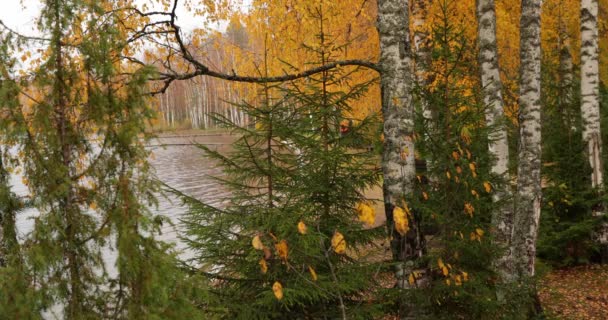 Widok obszaru wybrzeża jeziora Boroye jesienią, Piers na jeziorze, Valday park narodowy, Rosja, kolorowe, Liście wielobarwne, złote drzewa, Brzozy, jodły, Drewniane domki, zachmurzona pogoda — Wideo stockowe