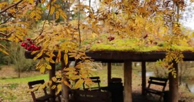 Kırmızı dağ külünün böğürtlenli dalları, ormandaki kır evi, sonbaharda güzel bir orman, Valday ulusal parkı, sarı yapraklar, Rusya, altın ağaçlar.