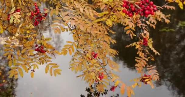 Zpomalené video větví s bobulemi z červeného horského popela nad vodou, žluté listí, odraz ve vodě, zataženo — Stock video