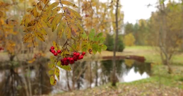 가지들이 빨간 산재 열매들 이 물 위에 떠 있고, 노란 잎들이 있고, 물 속에 반사되어 있고, 구름낀 날씨를 담고 있는 느린 영상 — 비디오