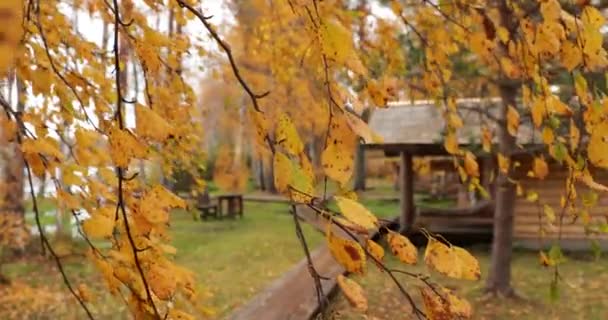 Березова гілка з жовтим листям рухається на вітрі, близько вгору, лісовий будиночок на задньому плані, красивий ліс восени, національний парк Валдай, Росія, золоті дерева, хмарна погода — стокове відео