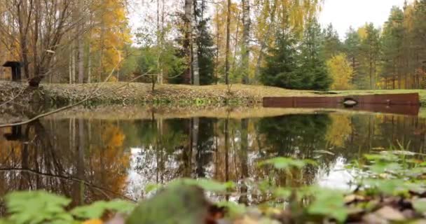 Особые приметы: деревья в воде на задворках, дикая территория в красивом лесу в Автумне, национальный парк "Валдай", желтые лепестки на земле, Россия, золотые деревья, пасмурная погода — стоковое видео