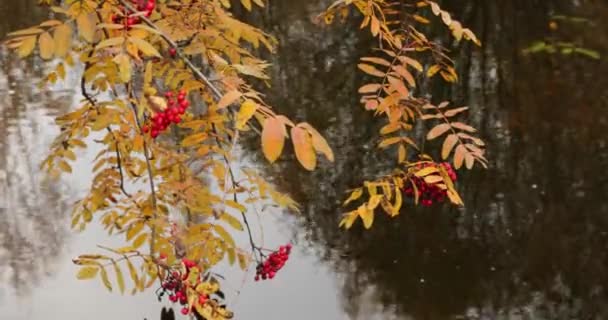 Медленное движение видео ветвей с ягодами красной горной золы над водой, желтая листва, отражение в воде, облачная погода — стоковое видео