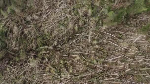 Vue aérienne des arbres abattus par un vent après une tempête de neige dans les montagnes d'Italie, survol des pentes de montagnes avec des arbres, temps nuageux, Trentin, Dolomites — Video