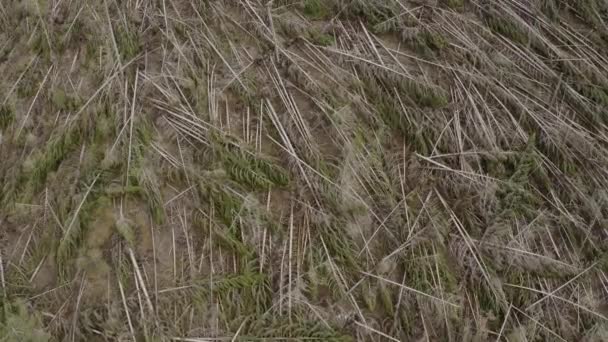 Vue aérienne des arbres abattus par un vent après une tempête de neige dans les montagnes d'Italie, survol des pentes de montagnes avec des arbres, temps nuageux, Trentin, Dolomites — Video