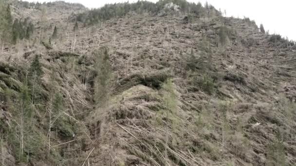 Veduta aerea di alberi abbattuti da un vento dopo una tempesta di neve in montagna d'Italia, drone volare su pendii di montagne con alberi, tempo nuvoloso, Trentino, Dolomiti — Video Stock