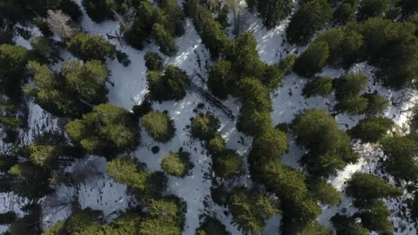 Drone leci pod górę nad świerkiem do słonecznej pogody, dron leci w górę, góry Włoch, Trentino, śnieg — Wideo stockowe