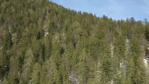 Drone vole vers le haut au-dessus de l'épinette par un temps ensoleillé, les montagnes de l'Italie, du Trentin, des Alpes italiennes et des Dolomites sur fond — Video