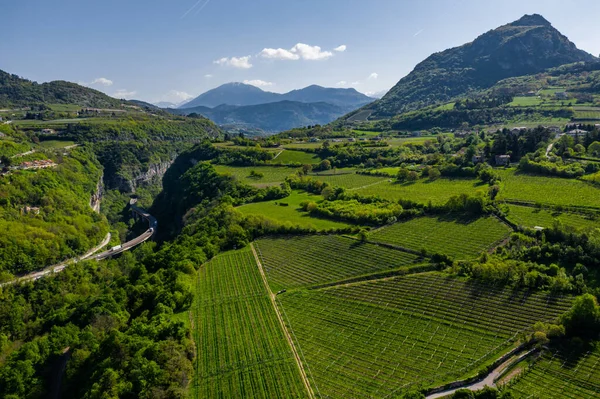 Şarap üretim çiftliğinin çevresindeki hava manzaralı yeşil üzüm bağları, İtalyan Alpleri, Trentino çayırları, dağların yeşil yamaçları, evlerin çatıları, güneşli hava.