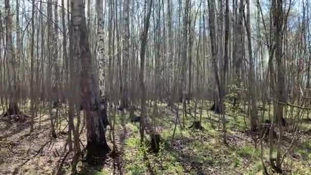 Panorama av de första dagarna av våren i en skog, långa skuggor, blå himmel, knoppar av träd, stammar av björkar, solig dag, stig i skogen — Stockvideo