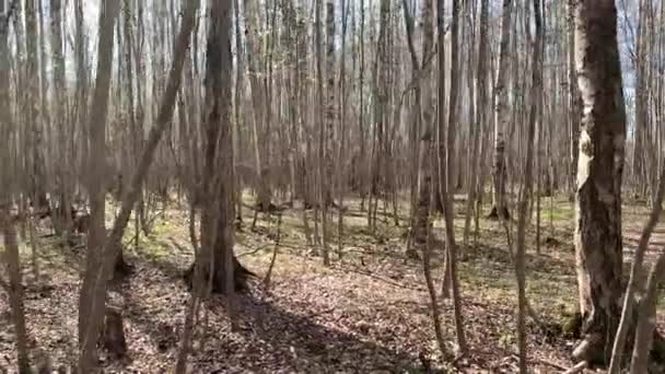 Panorama dei primi giorni di primavera in una foresta, lunghe ombre, cielo azzurro, germogli di alberi, tronchi di betulla, giornata di sole, sentiero nel bosco — Video Stock