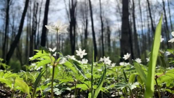 Крупним планом квіти проліски в дикому лісі, вид знизу, стовбури дерев на фоні, сонячний день, блакитне небо, немає людей, зелений колір — стокове відео