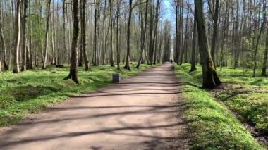 Ormanda baharın ilk günleri panorama, genç adam hızla bir elektrikli kaykayı, uzun gölgeleri, mavi gökyüzünü, ağaçların tomurcuklarını, huş ağaçlarının gövdelerini, güneşli bir günü, ormandaki patikayı es geçer.