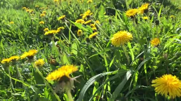 Primer plano de vídeo de las flores dientes de león en el día soleado, hierba verde , — Vídeos de Stock
