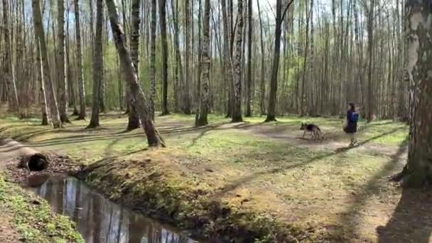 ロシア、サンクトペテルブルク2020年5月6日:公園で犬を散歩している高齢女性、彼女は医療マスクを着ている、世界のコロナウイルス流行中に公園を歩くことの禁止, — ストック動画