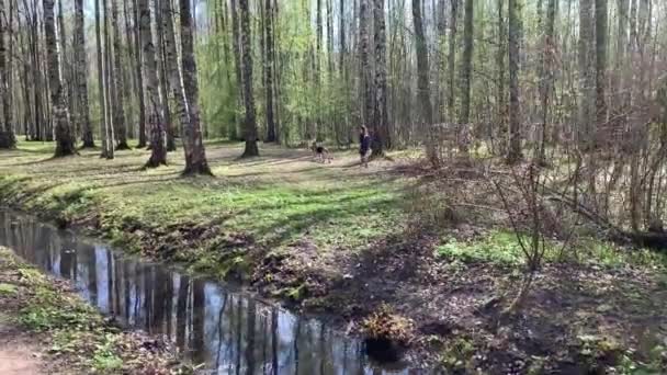 Rússia, São Petersburgo, 06 de maio de 2020: Uma mulher idosa está passeando com um cachorro no parque, ela está usando uma máscara médica, uma proibição de caminhar no parque durante a epidemia mundial de coronavírus , — Vídeo de Stock