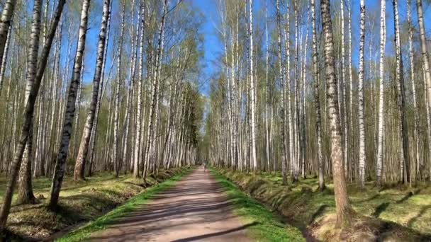 Панорама перших днів весни в лісі, довгі тіні, блакитне небо, бутони дерев, стовбури берези, сонячний день, стежка в лісі — стокове відео