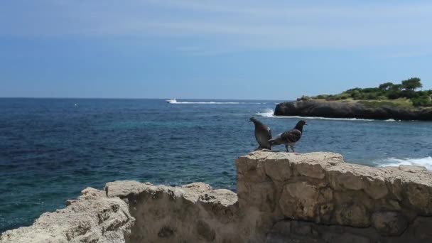 Dos palomas se sientan en la roca, el mar Mediterráneo y un yate a motor en el fondo, el sur de Francia, la isla y el agua tranquila, tiempo soleado — Vídeo de stock