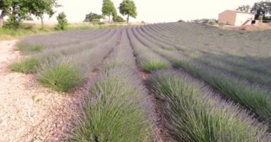 Fransa 'da lavanta tarlaları, ön planda lavanta sapları, Valensole, Cote Dazur-Alps-Provence, bir sürü çiçek, çiçek sıraları, perspektif, ağaçlar ve arka planda baraka.