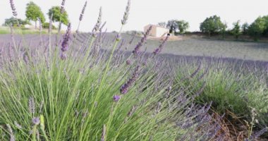 Fransa 'da lavanta tarlaları, ön planda lavanta sapları, Valensole, Cote Dazur-Alps-Provence, bir sürü çiçek, çiçek sıraları, perspektif, ağaçlar ve arka planda baraka.