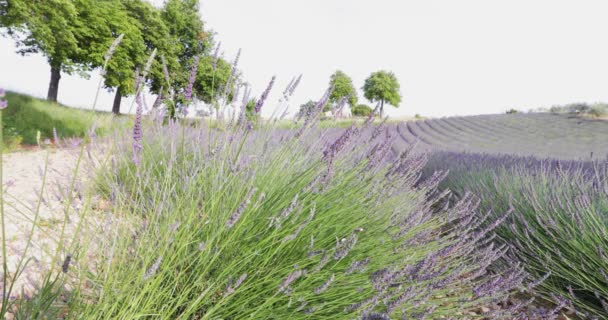 Campo de lavanda en Francia, tallos de lavanda en primer plano, Valensole, Costa Dazur-Alpes-Provenza, un montón de flores, filas de flores, perspectiva, árboles y cobertizo en el fondo — Vídeos de Stock