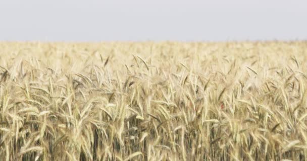 Las espigas de trigo sobre el viento al atardecer, la luz amarilla caliente, los conos maduros, el balanceo fácil del centeno, el horizonte, el tiempo soleado — Vídeos de Stock