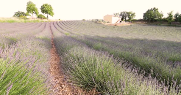 Field of lavender in France, Lavender stalks in the foreground, Valensole, Cote Dazur-Alps-Provence, a lot of flowers, rows of flowers, perspective, trees and shed on background — Stock Video