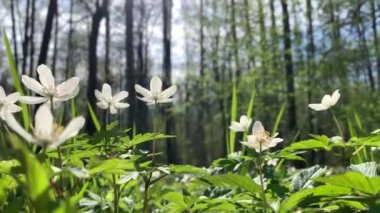 Vahşi bir ormanda, kardamlalarının yakın çekimi, alt manzara, arka plandaki ağaç gövdeleri, güneşli bir gün, mavi gökyüzü, insan yok, yeşil renk
