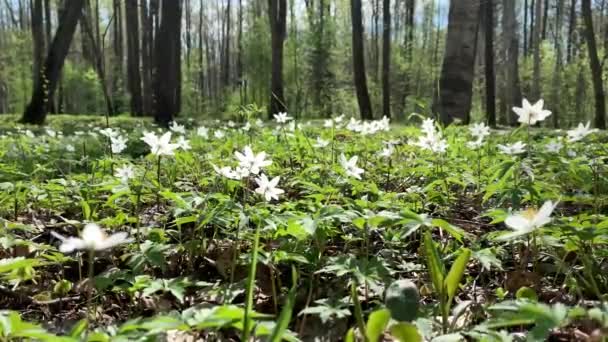 Zbliżenie kwiatów krople śniegu w dzikim lesie, Widok na dno, pnie drzew na tle, słoneczny dzień, błękitne niebo, bez ludzi, zielony kolor — Wideo stockowe