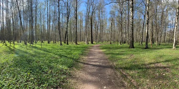 Panorama av de första dagarna av våren i en skog, långa skuggor, blå himmel, knoppar av träd, stammar av björkar, solig dag, stig i skogen — Stockfoto