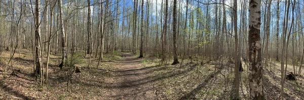 Panorama av de första dagarna av våren i en skog, långa skuggor, blå himmel, knoppar av träd, stammar av björkar, solig dag, stig i skogen — Stockfoto