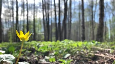 Vahşi bir ormanda, kardamlalarının yakın çekimi, alt manzara, arka plandaki ağaç gövdeleri, güneşli bir gün, mavi gökyüzü, insan yok, yeşil renk