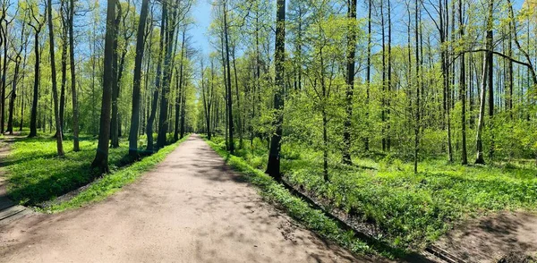 Panorama pierwszych dni wiosny w lesie, długie cienie, błękitne niebo, pąki drzew, pnie brzozy, słoneczny dzień, ścieżka w lesie — Zdjęcie stockowe
