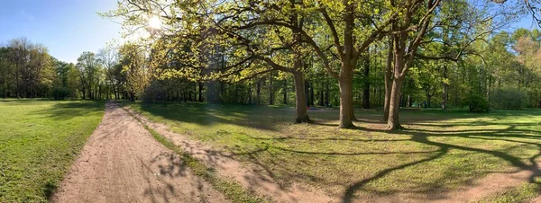 Panorama de los primeros días de primavera en un bosque, largas sombras, cielo azul, brotes de árboles, troncos de abedules, día soleado, camino en el bosque — Foto de Stock