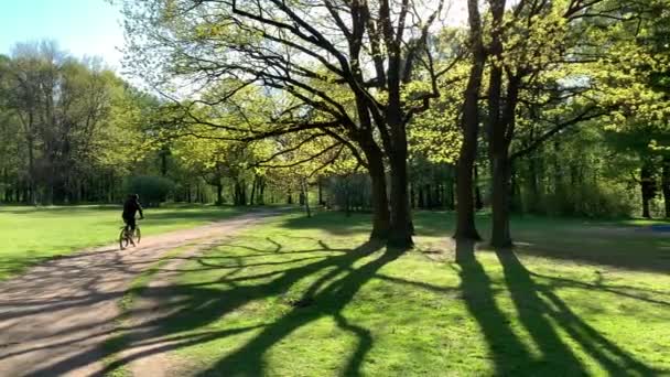 Молодой человек быстро проходит на велосипеде в парке, весной в лесу, длинные тени деревьев, голубое небо, почки деревьев, стволы берез, солнечный день, тропинка в лесу — стоковое видео