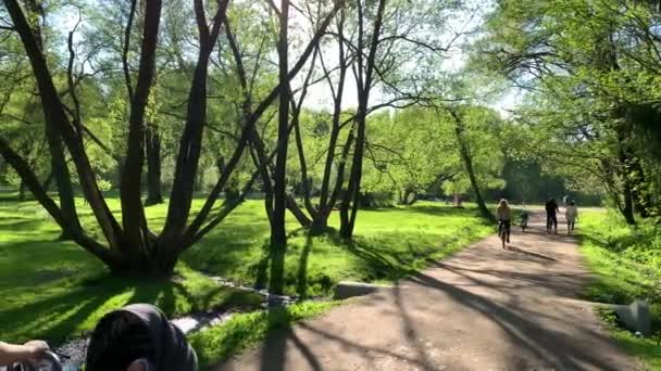 Ryssland, St Petersburg, 26 maj 2020: Människor går i parken, mödrar med vagnar, vår i skog, långa skuggor av träd, blå himmel, knoppar av träd, stammar av björkar, solig dag, stig i skogen — Stockvideo