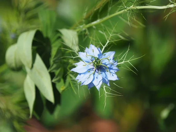 Nigella, miłość we mgle — Zdjęcie stockowe