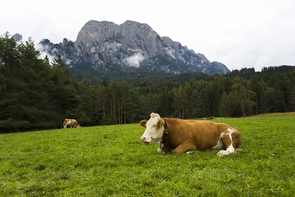 Cows grazing in Seiser Alm — Stock Photo, Image