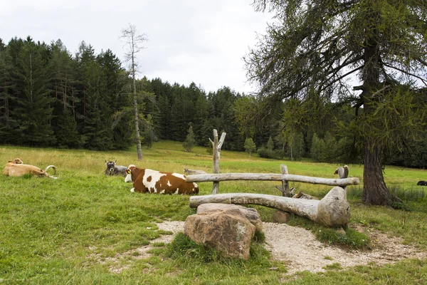 Cows grazing in Seiser Alm — Stock Photo, Image