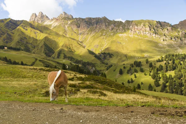 Cavalo em pastoreio — Fotografia de Stock